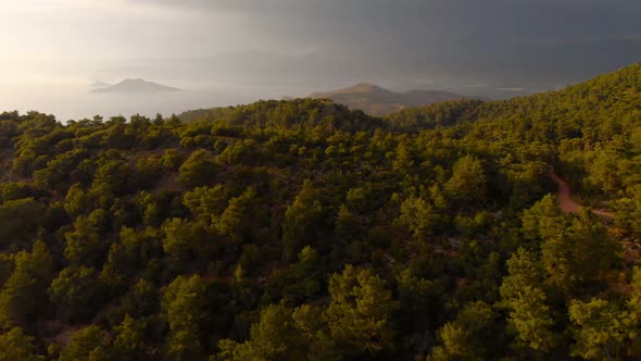 Remote forest at dawn