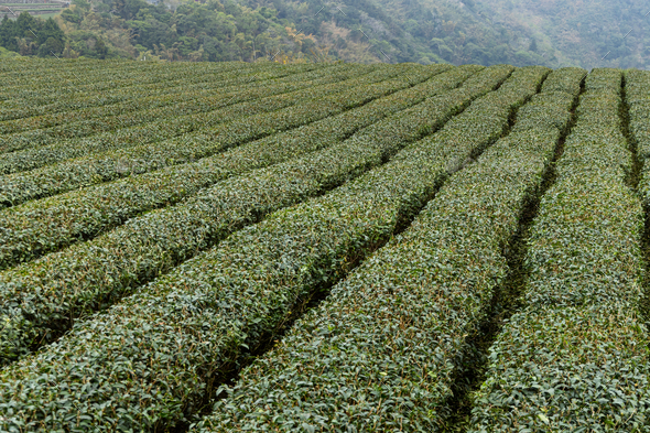 Fresh tea leave over tea plantation