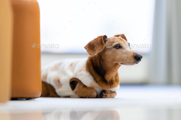 Dachshund dog with pajamas and lying on the floor at home Stock