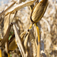 Dry season in a corn field. - PhotoDune Item for Sale
