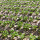 Rows of strawberry farm - PhotoDune Item for Sale