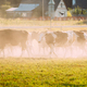 Herd Cows Crossing In Rural Meadow Countryside In Dusty Road. Cattle Panorama, Panoramic View Shot - PhotoDune Item for Sale