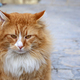 fluffy cat - PhotoDune Item for Sale