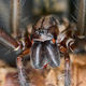 Giant house spider (Eratigena atrica) - PhotoDune Item for Sale