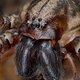 Giant house spider (Eratigena atrica) - PhotoDune Item for Sale