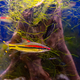 Melanotaenia Australis, Rainbowfish Swimming In Aquarium Pool With Green Seaweed - PhotoDune Item for Sale