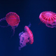 Group Of South American Sea Nettle Jelly Fish Swim Underwater Aquarium Pool With Pink Neon Light - PhotoDune Item for Sale