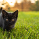 Banner Black curiously kitten outdoors in the grass summer copy space - pet and domestic cat concept - PhotoDune Item for Sale
