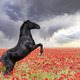 rearing horse in poppies - PhotoDune Item for Sale