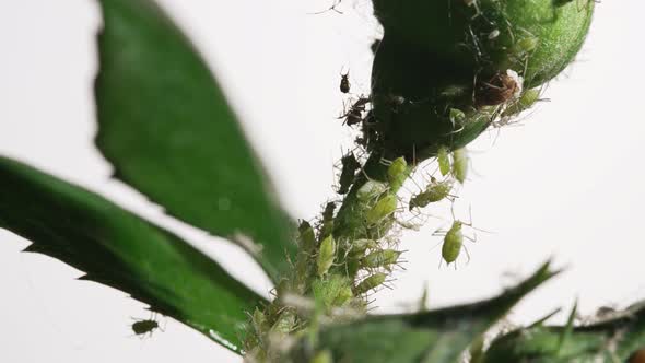 Aphids on a Young Plant alt