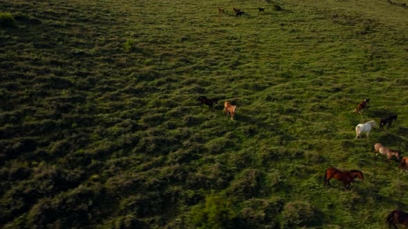 Herd of horses running on hill slope alt