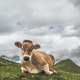 A cow in the Swiss Alps - PhotoDune Item for Sale