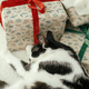 Cute cat sleeping on stylish christmas gifts on modern chair, relaxing background of christmas tree - PhotoDune Item for Sale
