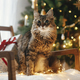 Cute cat sitting with stylish christmas gifts and golden lights on armchair - PhotoDune Item for Sale