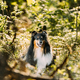 Amazing Playful Tricolor Collie. Cute Beautiful Collie In Sunny Summer Forest. Funny Scottish Collie - PhotoDune Item for Sale