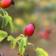 red and ripe rosehip in the wild - PhotoDune Item for Sale