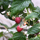 ripe and ready to eat raspberries on raspberry plant - PhotoDune Item for Sale