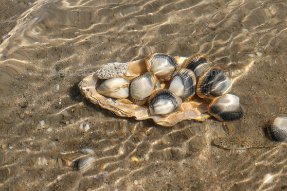 Common Cockles Underwater on the Seabed