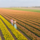 Men and women in flower fields seen from above with a drone in the Netherlands, flower fields  - PhotoDune Item for Sale