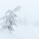 Snow Covered Tree - PhotoDune Item for Sale