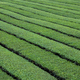 Tea tree field plantation in Taiwan - PhotoDune Item for Sale