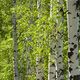 Green birches close-up. - PhotoDune Item for Sale