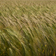 Wheat field close-up. - PhotoDune Item for Sale
