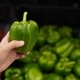 Closeup image of hand holding green capsicum or green bell pepper  - PhotoDune Item for Sale