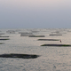 Oyster field over the sea in the evening - PhotoDune Item for Sale
