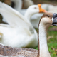 Gooses in the farm garden - PhotoDune Item for Sale