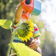 Young child watering a sunflower - PhotoDune Item for Sale