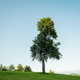 Beautiful tree growing in the middle of green meadow - PhotoDune Item for Sale