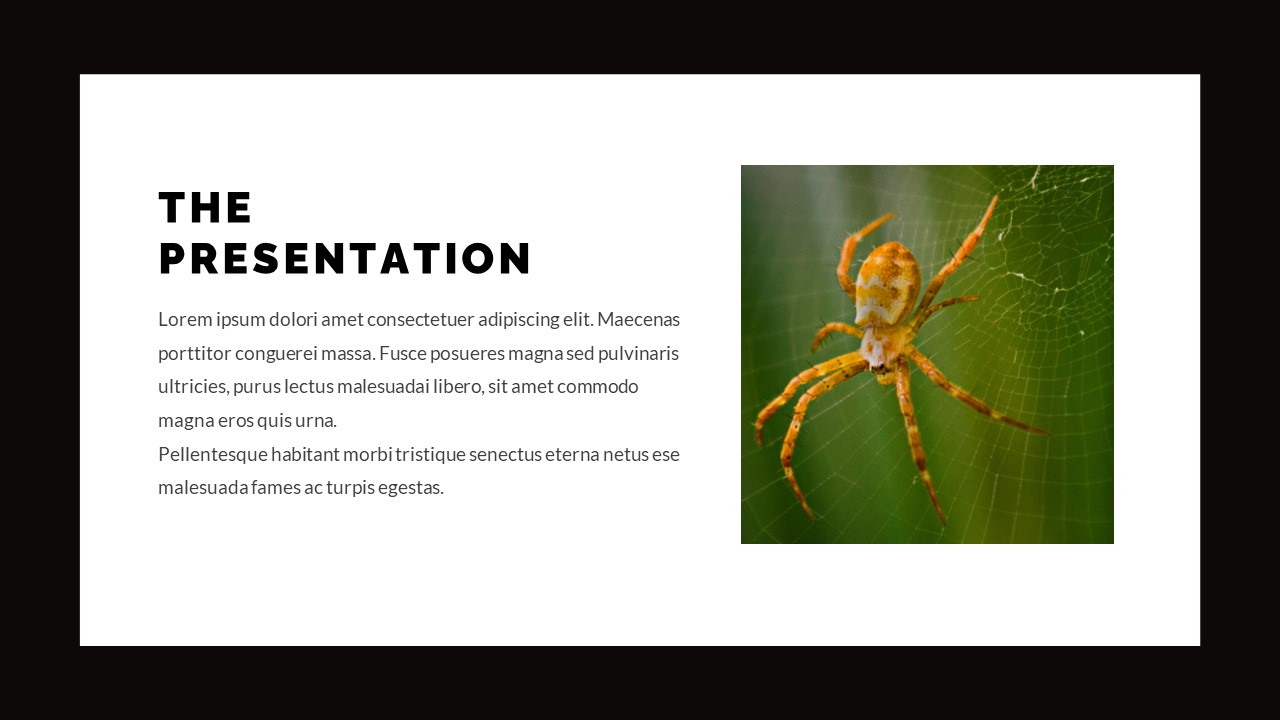 Tarantula - Spider Animal Care Powerpoint Template by onelinerdesign
