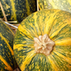 Group of striped yellow pumpkins - PhotoDune Item for Sale
