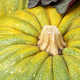 Group of green and yellow pumpkins - PhotoDune Item for Sale