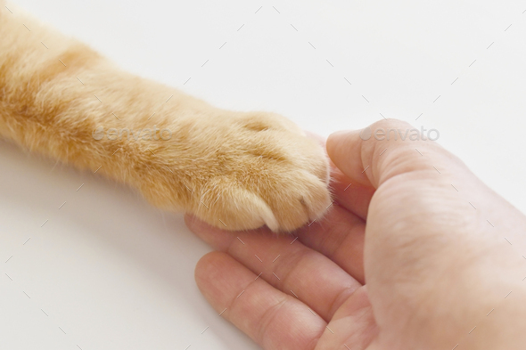 Ginger cat paw on human hand. Selective focus at cat paw.