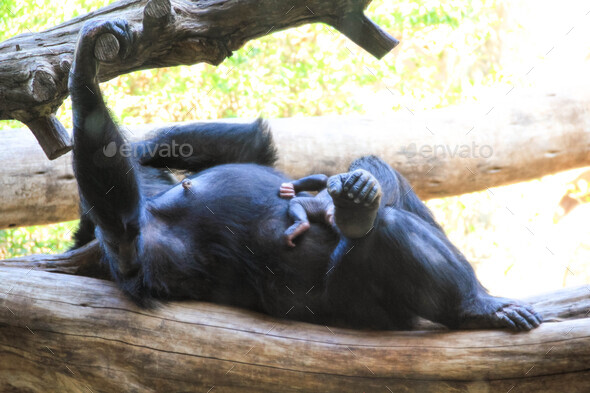 baby gorilla sleeping on mother