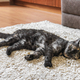 Domestic Tortoiseshell Cat Lies On The Carpet In Room, Sleeping Pet Inside House. - PhotoDune Item for Sale