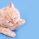 Ginger cat washes and licks its paw on blue background. - PhotoDune Item for Sale