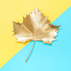 Golden maple leaf on a blue and yellow background close-up, top view. - PhotoDune Item for Sale