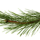 The image of a branch of the pine, isolated, on a white background - PhotoDune Item for Sale