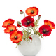 The image of a bouquet of artificial poppies in a vase, isolated, on a white background. - PhotoDune Item for Sale