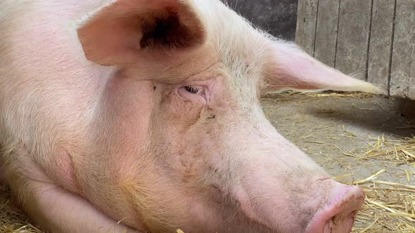 Close-up of a big mother pig. The pig lies near her piglets.