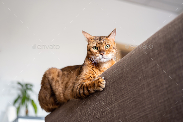 Funny Bengal cat lying on back of couch.