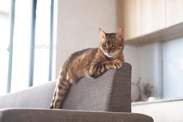 Bengal cat bored and lying on back of sofa.