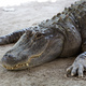 Crocodile in the wild - PhotoDune Item for Sale