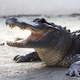 Crocodile in the wild - PhotoDune Item for Sale