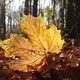 Fallen maple leaf in backlight - PhotoDune Item for Sale