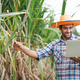 Young farmer standing in sugarcane field examining crop with laptop to keep data before harvest. - PhotoDune Item for Sale
