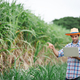 Young farmer standing in sugarcane field examining crop with laptop to keep data before harvest. - PhotoDune Item for Sale